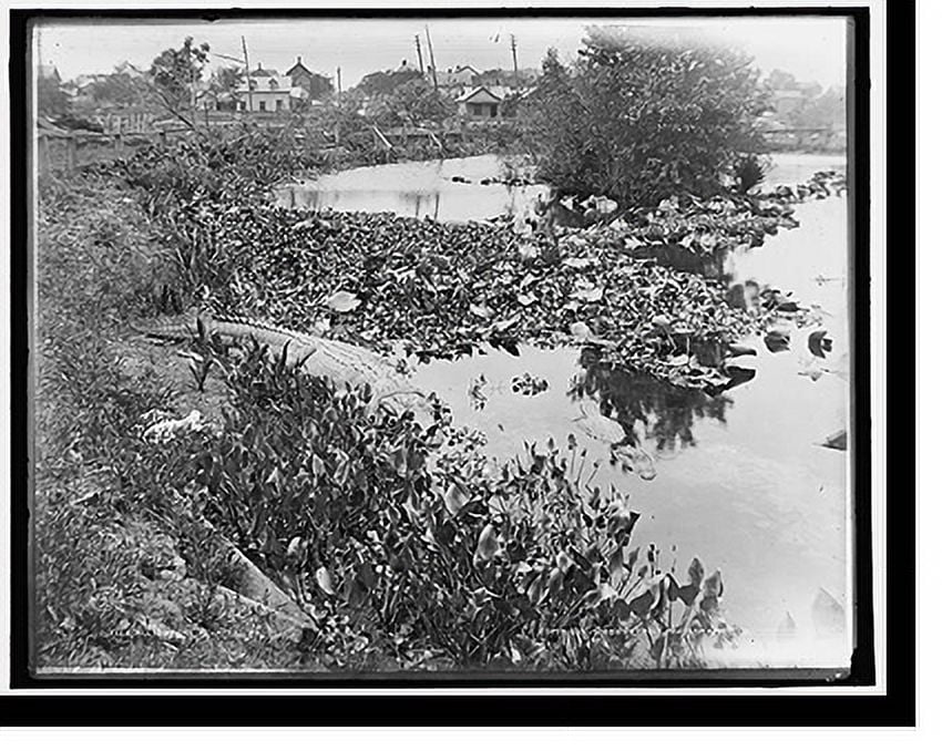 Historic Print, Alligators, Florida, 16" x 20"