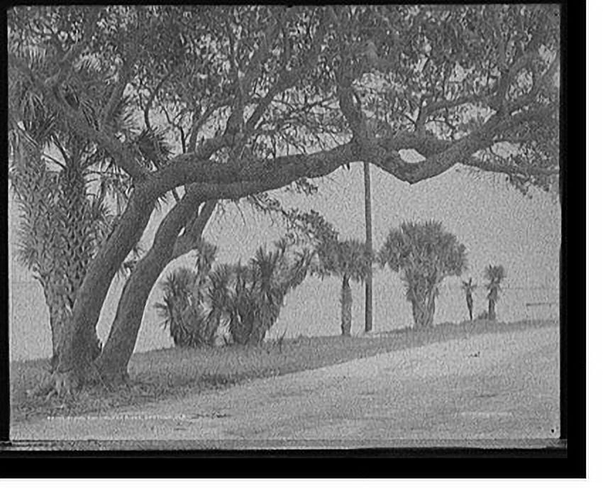 Historic Print, Along the Halifax River, Daytona, Fla., 16" x 20