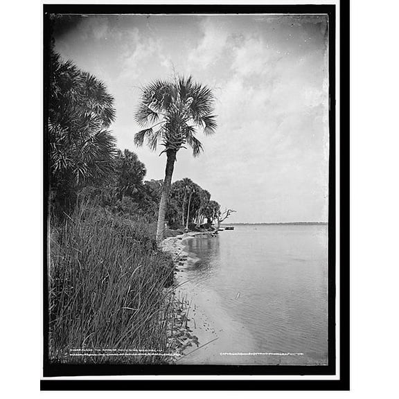 Historic Print, Along the shore of Indian River, Rockledge, Fla., 18" x 24"