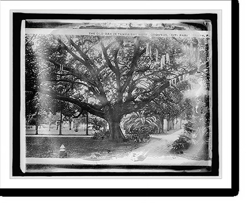 Historic Print, Am. Forestry Ass'n, Old Oak in Tampa Bay Hotel grounds