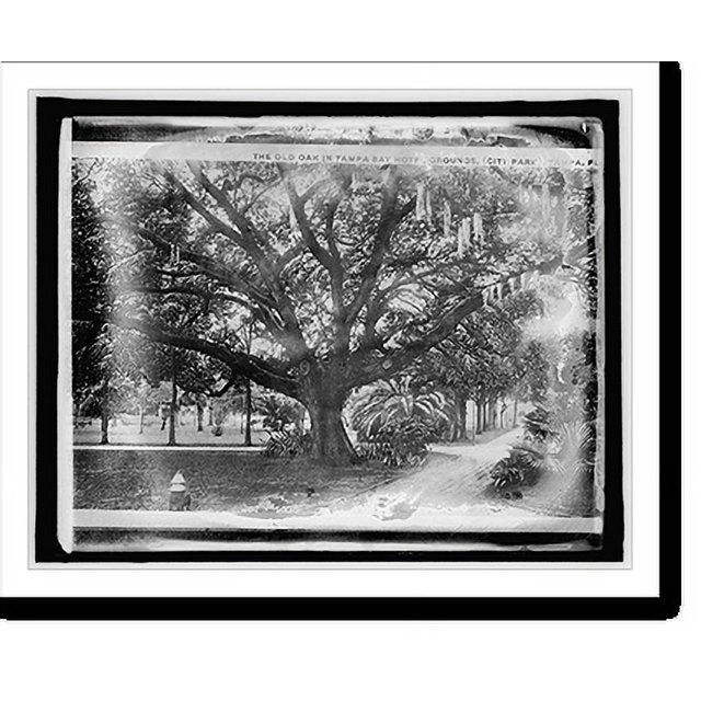 Historic Print, Am. Forestry Ass'n, Old Oak in Tampa Bay Hotel grounds