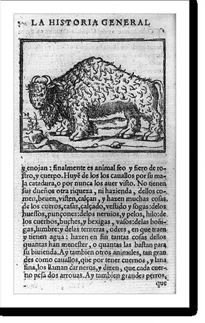 Historic Print, [American Bison; illus. on full page with descriptive