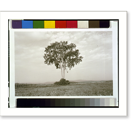 Historic Print, American elm, 1993, summer (Massachusetts), 16" x 20"