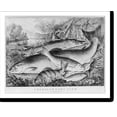 thumbnail image 1 of Historic Print, American game fish, 18" x 24", 1 of 3