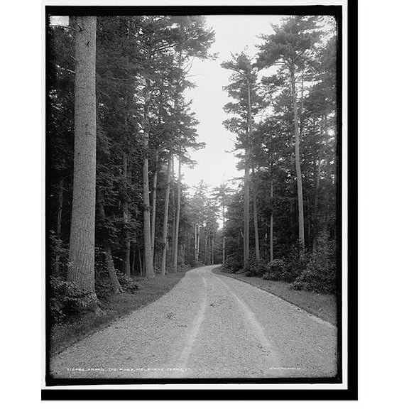 Historic Print, Among the pines, Melburne [i.e. Shelburne] Farms, Vt., 16" x 20"