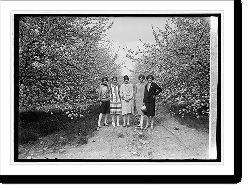 Historic Print, Apple Blossoms at Winchester, Va., [5/3/26], 16" x 20