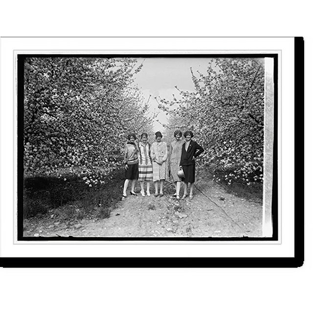 Historic Print, Apple Blossoms at Winchester, Va., [5/3/26], 16" x 20