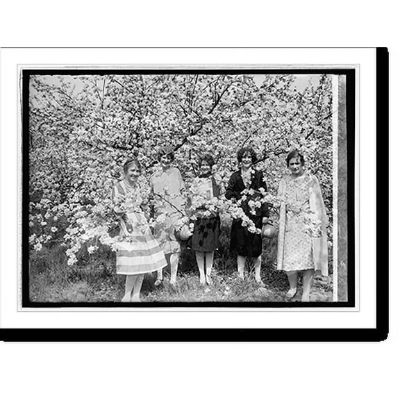 Historic Print, Apple Blossoms at Winchester, Va., 5/3/26, 16" x 20"