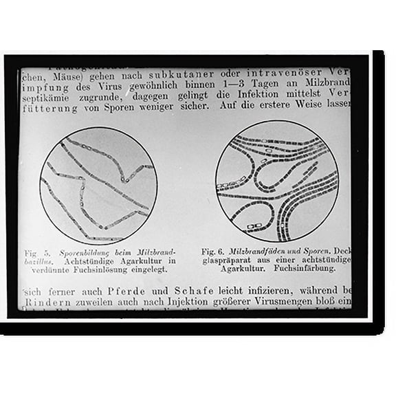 Historic Print, BIOLOGIST. GERM CULTURES - 2, 16" x 20"