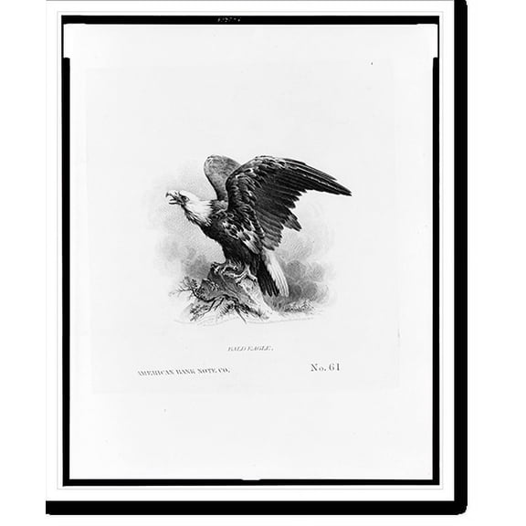 Historic Print, Bald eagle.American Bank Note Co., 18" x 24"