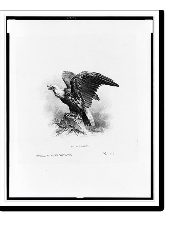 Historic Print, Bald eagle.American Bank Note Co., 18" x 24"