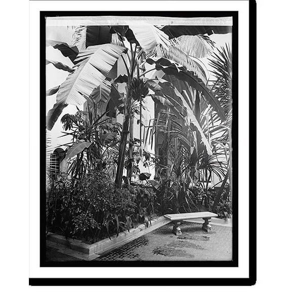 Historic Print, Banana tree, Pan Am. Union, [Washington, D.C.] - 2, 18" x 24"