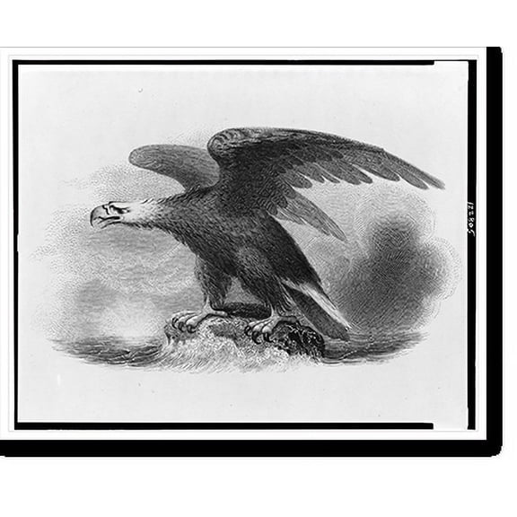 Historic Print, [Bank note vignette showing eagle over sea], 16" x 20"