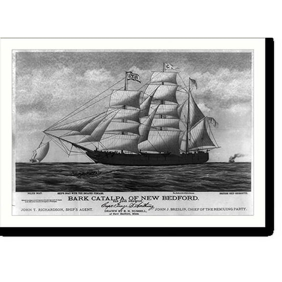 Historic Print, Bark Catalpa, of New Bedford, 16" x 20"