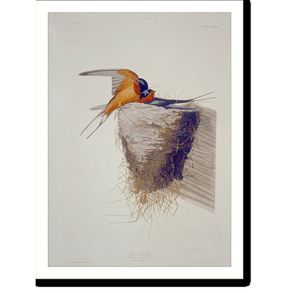 Historic Print, Barn Swallow, 16" x 20"