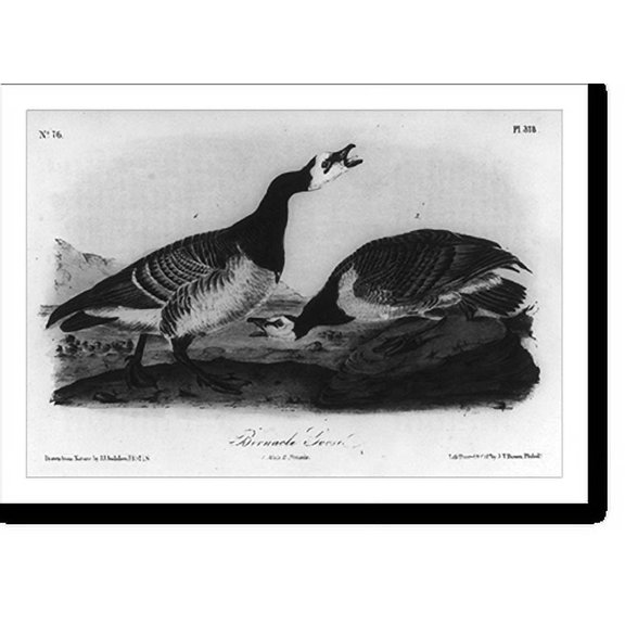Historic Print, Barnacle Goose, 16" x 20"