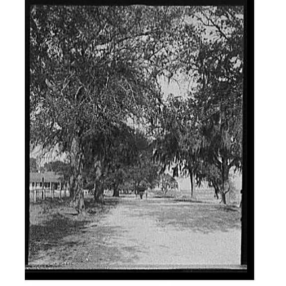 Historic Print, [Bay Shell Road, Mobile, Ala.], 18" x 24"