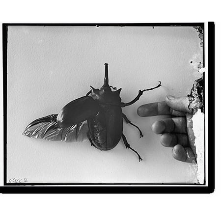Historic Print, Beetle, 18" x 24"
