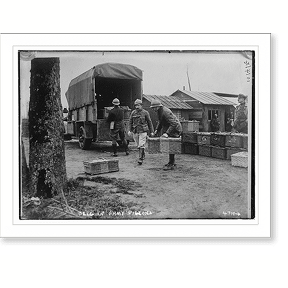 Historic Print, Belgian Army pigeons, 16" x 20"