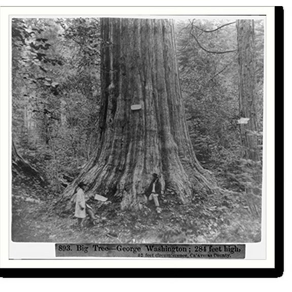 Historic Print, Big Tree. George Washington, 284 feet high, 52 feet circumference - Calaveras County, 16" x 20"