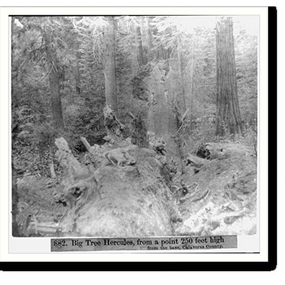 Historic Print, Big Tree Hercules, from a point 250 feet high from the base, Calaveras County, 18" x 24"