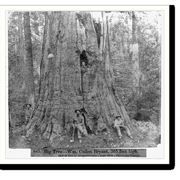 Historic Print, Big Tree. Wm. Cullen Bryant, 305 feet high, 45 feet in circumference - Near View, Calaveras County, 18" x 24"