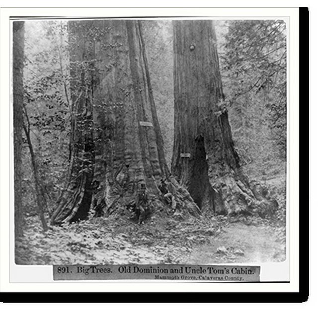 Historic Print, Big Trees Old Dominion and Uncle Tom's Cabin Mammoth