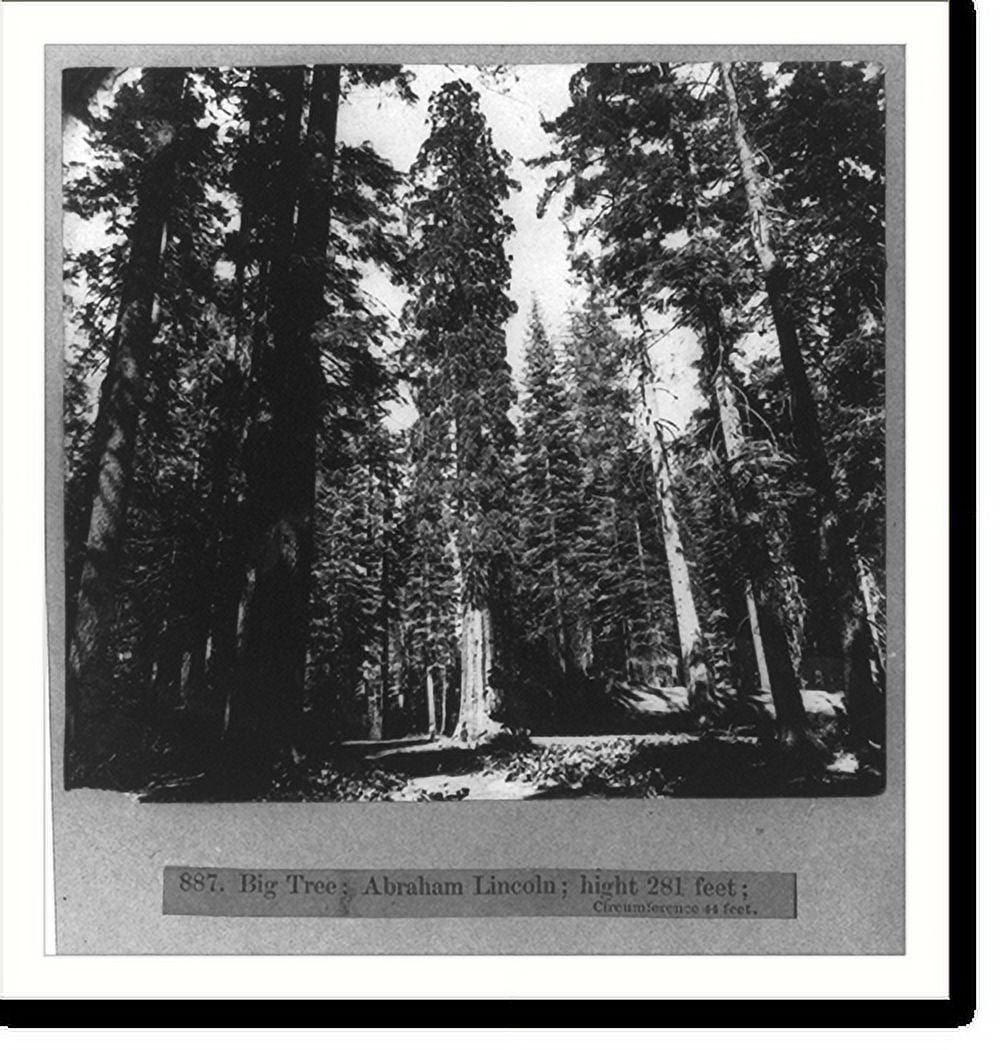 Historic Print, Big tree Abraham Lincoln"", 16" x 20"