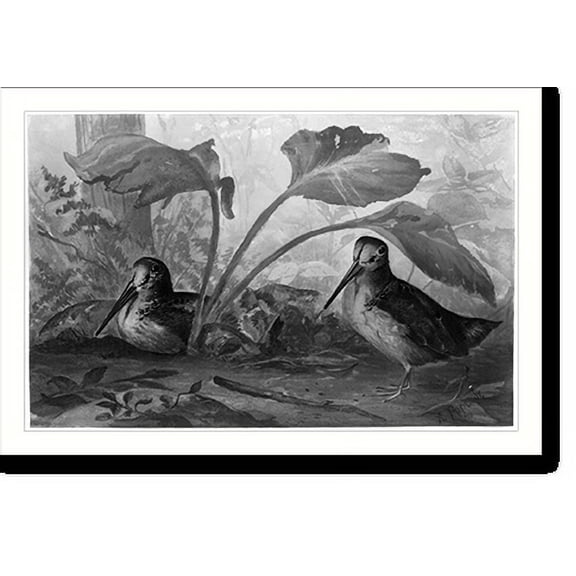 Historic Print, [Birds in the woods], 18" x 24"