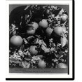 Historic Print, Blossoms and fruitrefreshing, Tardiff oranges on the