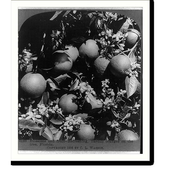 Historic Print, Blossoms and fruit-refreshing, Tardiff oranges on the tree, Florida, 16" x 20"