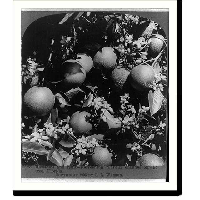 Historic Print, Blossoms and fruitrefreshing, Tardiff oranges on the
