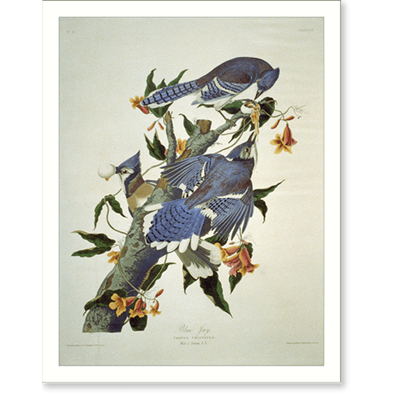 Historic Print, Blue Jay, 16" x 20"