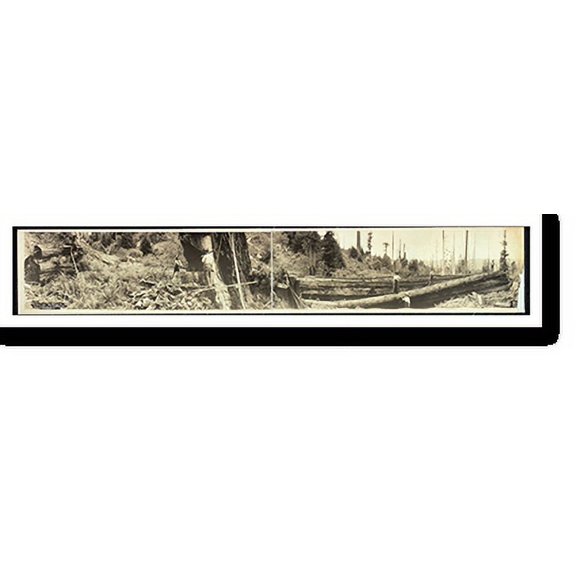 Historic Print, CA Humboldt County 1915 PHOTO, Width 7" x Length 36"