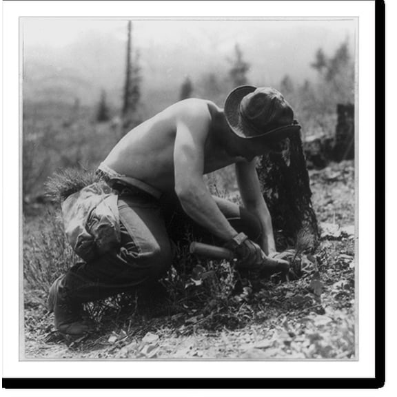 Historic Print, CCC boy on ponderosa pine planting job. R-1 technique. Pressing in tree with blade of tool, Lolo National Forest, Montana, 16" x 20"