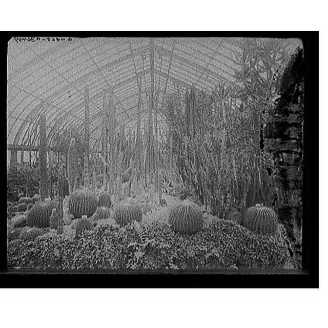 Historic Print, [Cacti, Phipps (Schenley Park) Conservatory, Schenley