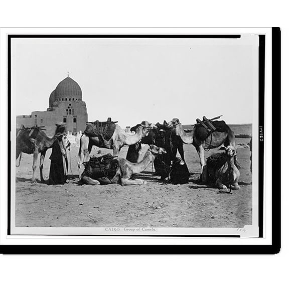 Historic Print, Cairo. Group of camels, 16" x 20"