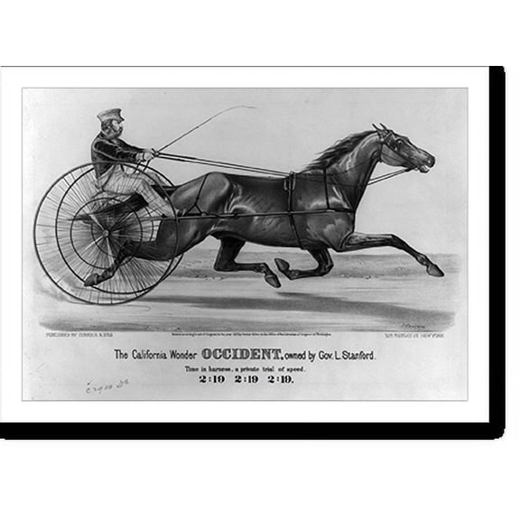 Historic Print, California wonder occident, owned by Gov. L. Stanford, 18" x 24"