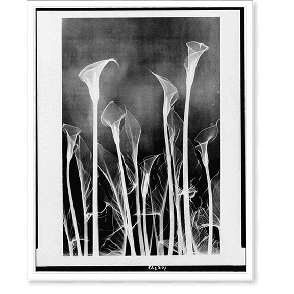 Historic Print, Calla lilies xray, 16" x 20"