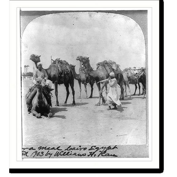 Historic Print, Camels, Cairo, 16" x 20"