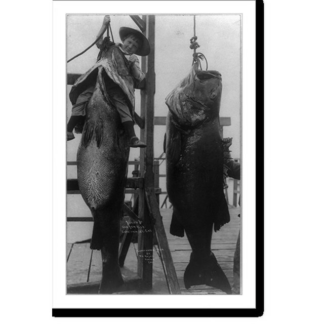 Historic Print, Catalina Island, Calif. 1909(?) Johna Jr. sitting in