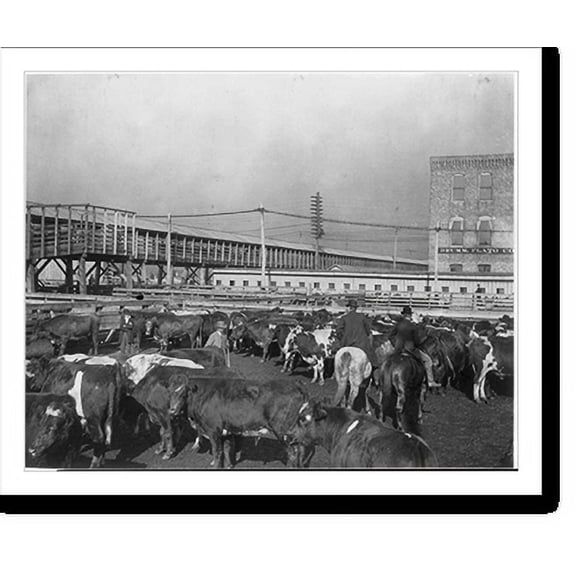 Historic Print, [Cattle pen in Chicago Stockyards, ca. 1900], 16" x 20"