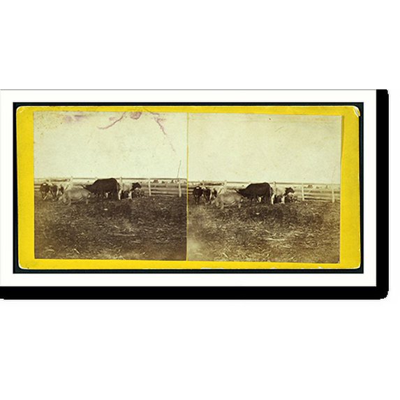 Historic Print, Cattle yard at Moores Summit on Branch Road between Lawrence & Leavenworth Kansas., 16" x 20"