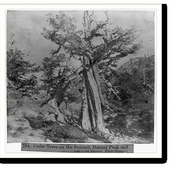 Historic Print, Cedar Trees on the Summit, Donner Peak and Lake in the Distance - Placer County, 16" x 20"