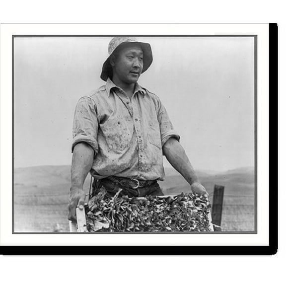 Historic Print, Centerville, Cal., April 1942 - a Japanese farmer harvesting cauliflower on a ranch near Centerville - he. will be housed in a war relocation authority center for the du...18" x 24"