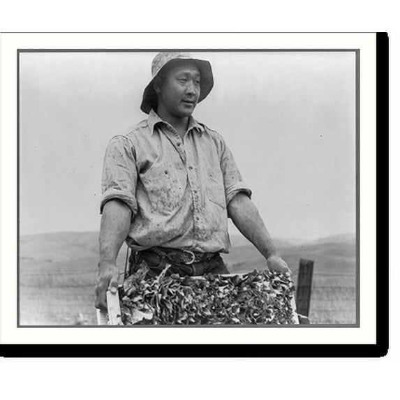 Historic Print, Centerville, Cal., April 1942 - a Japanese farmer harvesting cauliflower on a ranch near Centerville - he. will be housed in a war relocation authority center for the du...18" x 24"