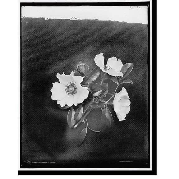 Historic Print, Cherokee rose, 18" x 24"