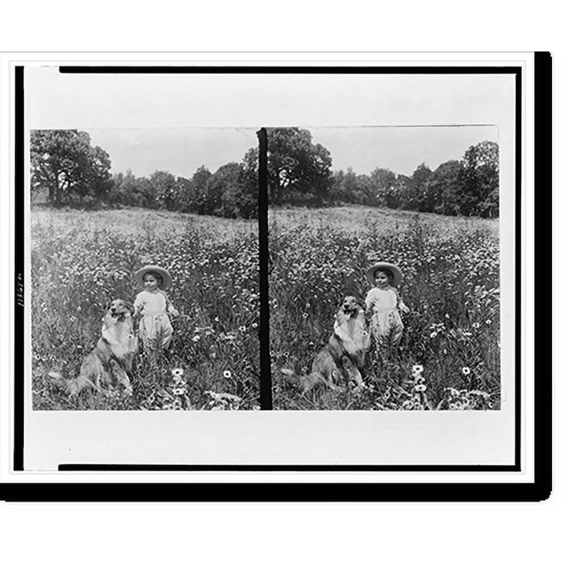 Historic Print, [Child and collie in field of wildflowers], 16" x 20