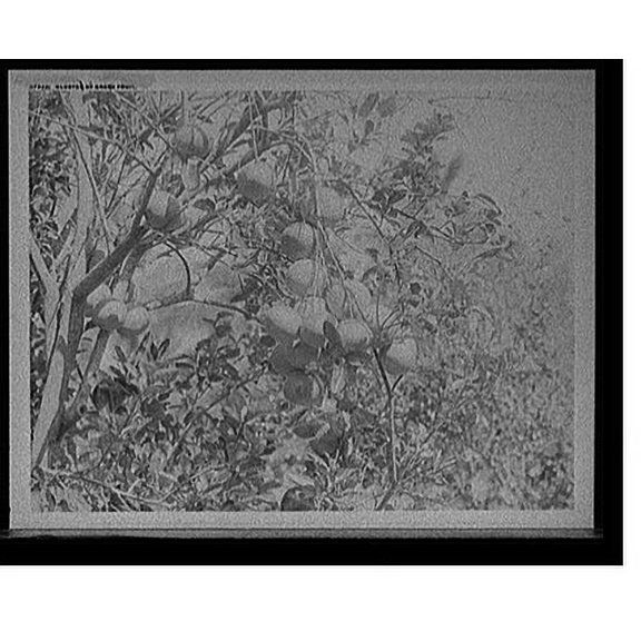 Historic Print, Cluster of grape fruit, 16" x 20"