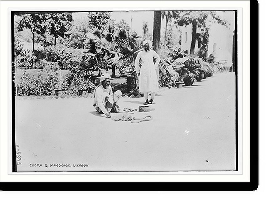 Historic Print, Cobra and Mongoose, Lucknow, 16" x 20"